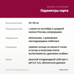 Петуния Surfinia Classic Burgundy (0,1л) — параметры сорта