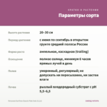 Петуния Surfinia Classic Pink Vein (0,1л) — параметры сорта