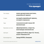 Петуния Surfinia Lagoon Blue Star (0,1л) — что приедет