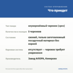 Петуния Surfinia Lagoon Blue Star (срезы/5шт) — что приедет