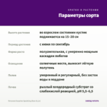 Петуния Surprise Sparkling Blue (0,1л) — параметры сорта