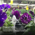 Петуния Surprise Sparkling Blue (0,1л) — откуда растение: вертикальная ферма Завода ФЛОРА в Кемерово