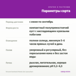 Петуния Sweetunia Potunia Lilaс (срезы/5шт) — параметры сорта