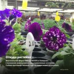 Петуния Sweetunia Sparkling Bee (0,1л) — откуда растение: вертикальная ферма Завода ФЛОРА в Кемерово