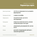 Петуния Sweetunia Sparkling Bee (срезы/5шт) — параметры сорта