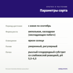Петуния Tumbelina Belinda (срезы/5шт) — параметры сорта