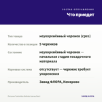 Петуния Tumbelina Belinda (срезы/5шт) — что приедет