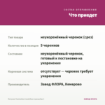 Петуния Tumbelina Candyfloss (срезы/5шт) — что приедет
