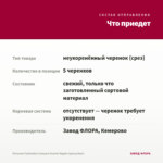 Петуния Tumbelina Compact Scarlet Ripple (срезы/5шт) — что приедет