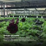 Петуния Tumbelina Compact Sophia (0,1л) — откуда растение: вертикальная ферма Завода ФЛОРА в Кемерово