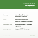 Петуния Tumbelina Diana — что приедет
