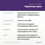 Петуния Tumbelina Priscilla Pro (срезы/5шт) — параметры сорта