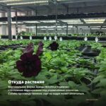 Петуния Tumbelina Rosy Ripple (0,1л.) — откуда растение: вертикальная ферма Завода ФЛОРА в Кемерово