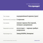 Петуния Tumbelina Sophia (срезы/5шт) — что приедет