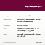 Петуния Tumbelina Superstar (0,1л) — параметры сорта
