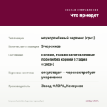 Петуния Tumbelina Superstar (срезы/5шт) — что приедет