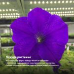 Петуния Vista Bubblegum (срезы/5шт) — откуда растение: вертикальная ферма Завода ФЛОРА в Кемерово