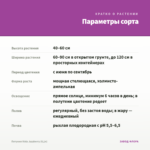 Петуния Vista Jazzberry (0,1л) — параметры сорта