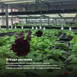 Петуния Viva Red (срез/5шт) — откуда растение: вертикальная ферма Завода ФЛОРА в Кемерово