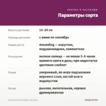 Петуния Vivini Burgundy (срез/5шт) — параметры сорта