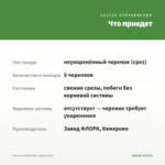 Петуния White Ray (срезы/5шт) — что приедет