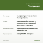Пилея Депресса — что приедет