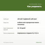 Пилея Депресса (срез/3шт.) — как укоренить черенок
