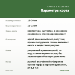 Пилея Кадье — параметры сорта