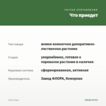 Пилея Кадье — что приедет