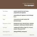 Пилея Ливанская (Сизая) 0,1л. — что приедет