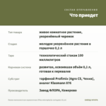 Пилея мелколистная вариегатная (Pilea microphylla variegata) (0,1л) — что приедет