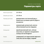 Пилея Моховидная (0,1л) — параметры сорта