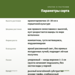 Пилея Моховидная — параметры сорта