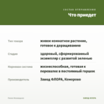 Пилея Моховидная — что приедет