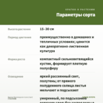 Пилея Моховидная (срез/1шт) — параметры сорта