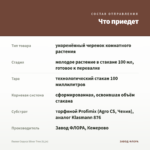 Пилея Спруса Silver Tree (0,1л) — что приедет