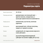 Пилея Спруса Silver Tree (0,1л) — параметры сорта