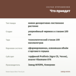 Пилея Спруса Silver Tree (0,1л) — что приедет