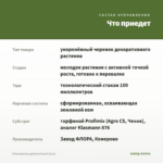 Плектрантус дуболистный (0,1л) — что приедет