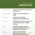 Плектрантус дуболистный (срез/1шт) — параметры сорта