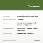 Плектрантус дуболистный (срез/1шт) — что приедет