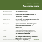 Плектрантус дуболистный (срез/1шт) — параметры сорта
