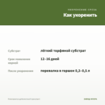 Плектрантус дуболистный (срез/1шт) — как укоренить черенок