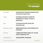 Плектрантус Форстера Salad (0,1л) — что приедет