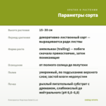 Плектрантус Форстера Salad (0,1л) — параметры сорта