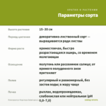 Плектрантус Форстера Salad срез/1 шт — параметры сорта