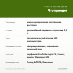 Плектрантус Golden Ruffles (0,1л) — что приедет