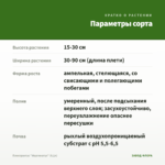 Плектрантус "Маргинатус" (0,1л) — параметры сорта