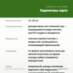 Плектрантус "Маргинатус" (0,1л) — параметры сорта