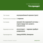 Плектрантус "Маргинатус" (срез/1шт) — что приедет